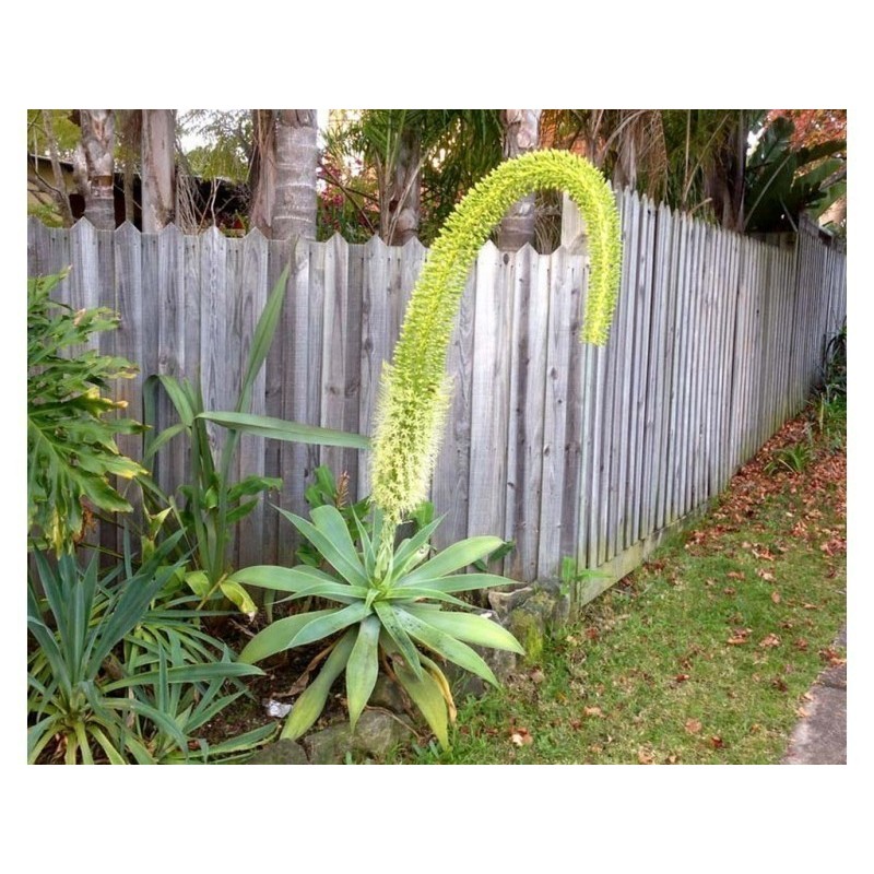 Dragon tree agave Frön (Agave attenuata) | 2,95 €