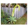 Dragon tree agave Frön (Agave attenuata) | 2,95 €