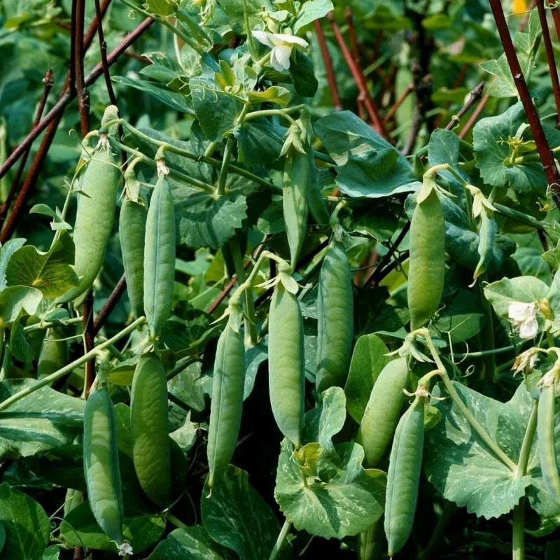 Graines de Pois American Wonder