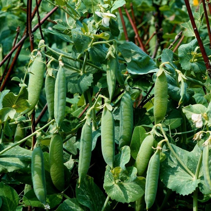 Garden Pea Seed AMERICAN WONDER - 1.035