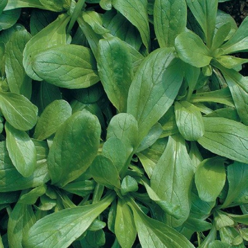 Price: €1.55 - Corn Salad Seeds D'OLANDA A SEME GROSSO - 