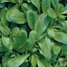 Price: €1.55 - Corn Salad Seeds D'OLANDA A SEME GROSSO - 