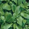 Matovilac Salata Seme D'OLANDA A SEME GROSSO
