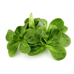 Price: €1.55 - Σπόροι μαρούλι Βαλεριάνα Ολλανδός - 