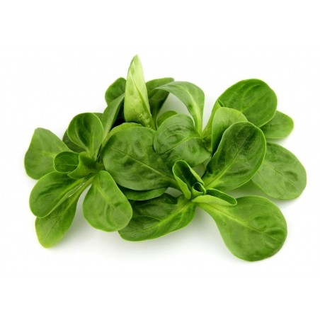 Price: €1.55 - Corn Salad Seeds D'OLANDA A SEME GROSSO -