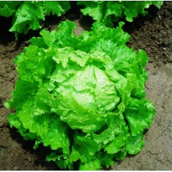Price: €1.85 - بذور الخس باتافيا بيوندا دي باريجي - 