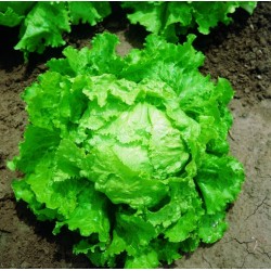 Lettuce Seeds BATAVIA BIONDA DI PARIGI