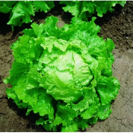 Seme salate Batavia Bionda Di Parigi