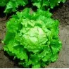 Lettuce Seeds BATAVIA BIONDA DI PARIGI