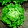 Semillas de Lechuga BATAVIA BIONDA DI PARIGI