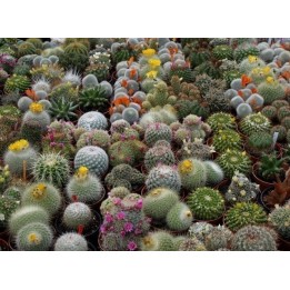List of cacti species in the Red List of Threatened Species - 0