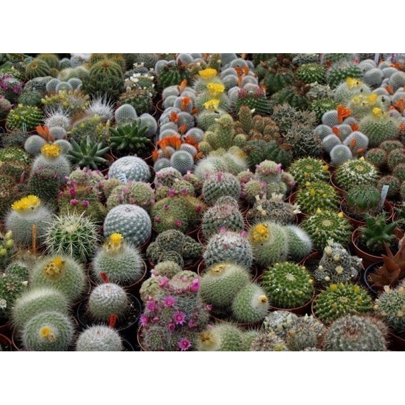 Lista de especies de cactus en la Lista Roja de Especies Amenazadas