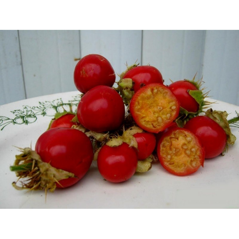 Price: €250 - Tomate Litchi 5000 Semillas - Espina Colorada - Seeds Gallery