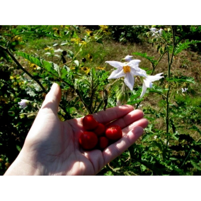 Price: €250 - Pomodoro del Litchi 5000 Semi - Seeds Gallery