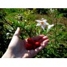 Price: €250 - Tomate Litchi 5000 Semillas - Espina Colorada - Seeds Gallery