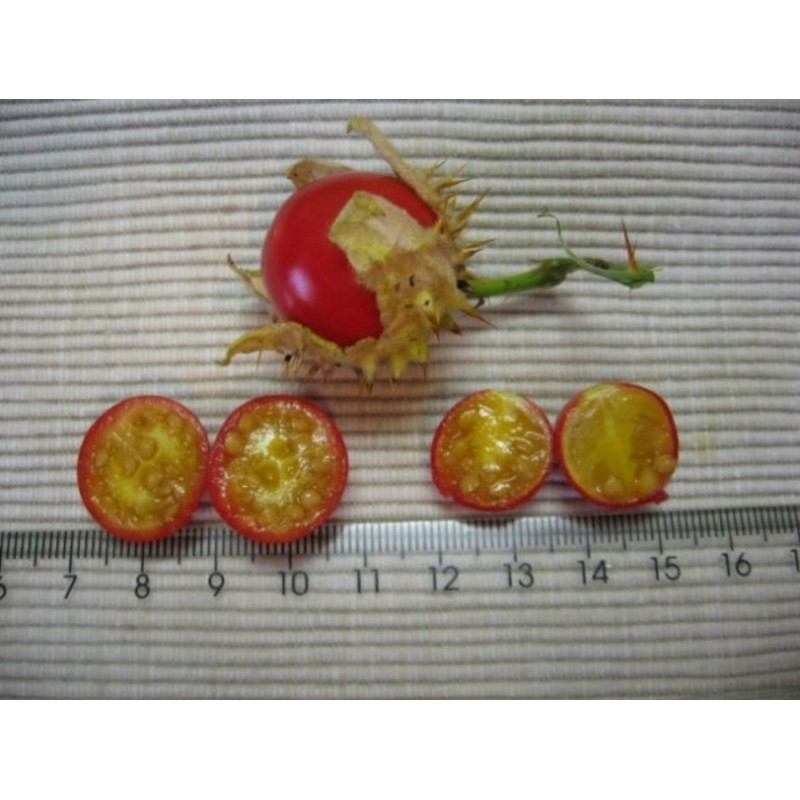 Price: €250 - Tomate Litchi 5000 Semillas - Espina Colorada - Seeds Gallery