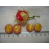 Litchi Tomato 5000 Sementes - Morelle de Balbis