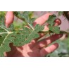 Price: €250 - Pomodoro del Litchi 5000 Semi - Seeds Gallery