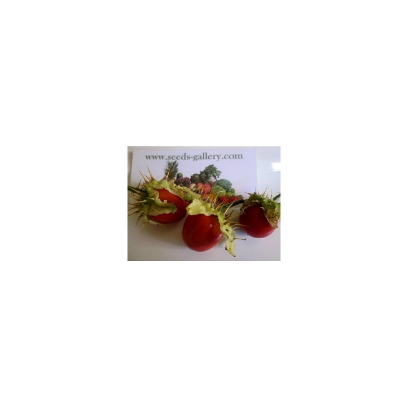 Price: €250 - Litchi Bodljikavi Paradajz 5000 Semena - Seeds Gallery