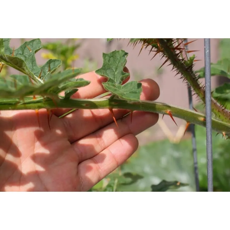 Morelle de Balbis 1000 Graines
