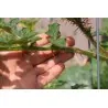 Litchi Tomato 1000 Sementes - Morelle de Balbis