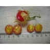 Morelle de Balbis 1000 Graines