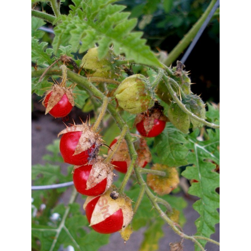 Price: €85 - Tomate Litchi 1000 Semillas - Espina Colorada - Seeds Gallery