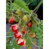 Price: €85 - Tomate Litchi 1000 Semillas - Espina Colorada - Seeds Gallery