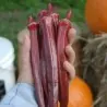 Okra roșie Burgundy Semințe