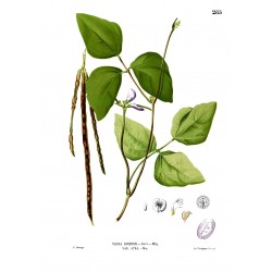 Augenbohne Samen (Vigna unguiculata)