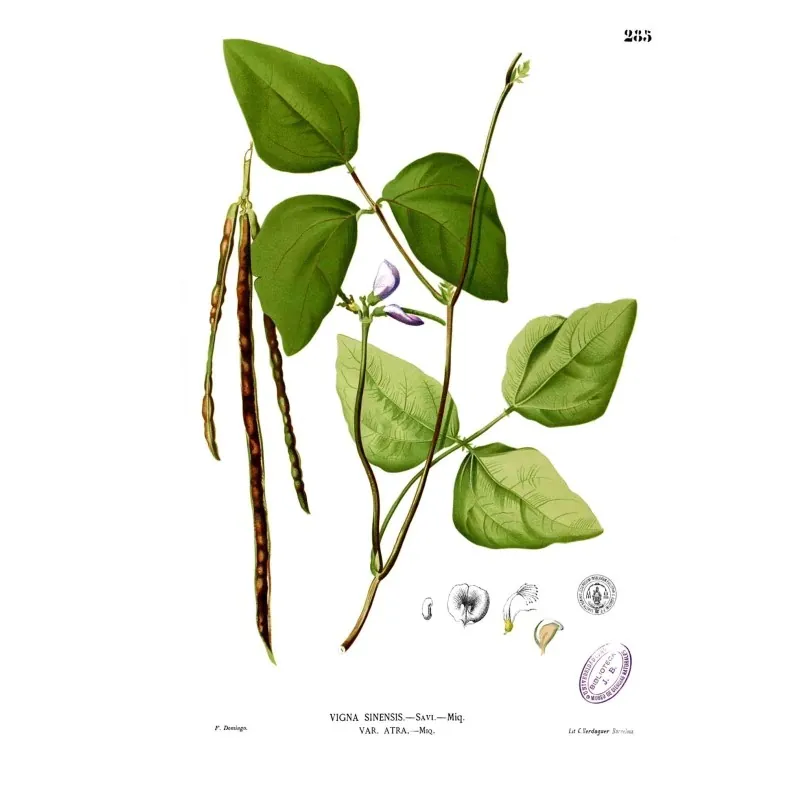 Semillas de Fríjol Cabecita Negra, Carilla