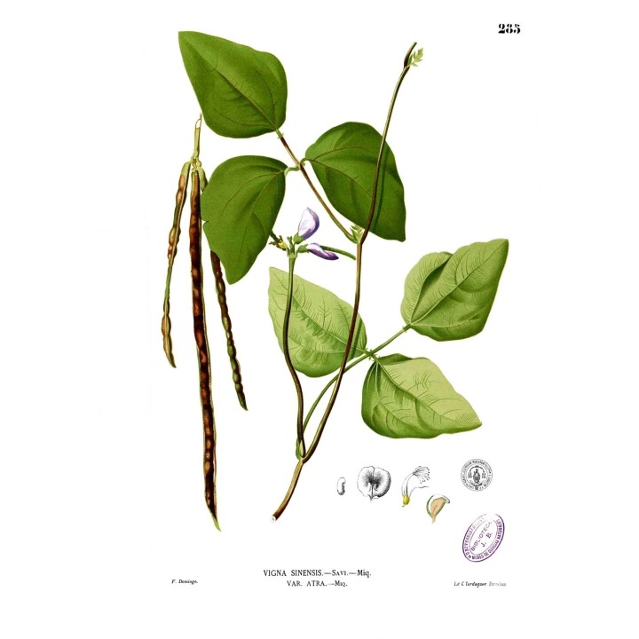 Nasiona Wspięga wężowata (Vigna unguiculata) - 1.53