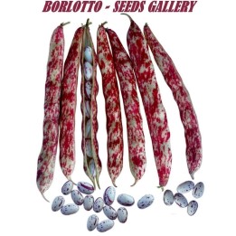 Borlotto Lingua Di Fuoco Bean Seeds (dwarf) - 1.755