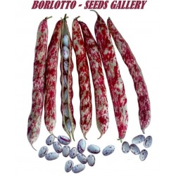 Price: €1.95 - Semillas de frijol Borlotto Lingua Di Fuoco - 
