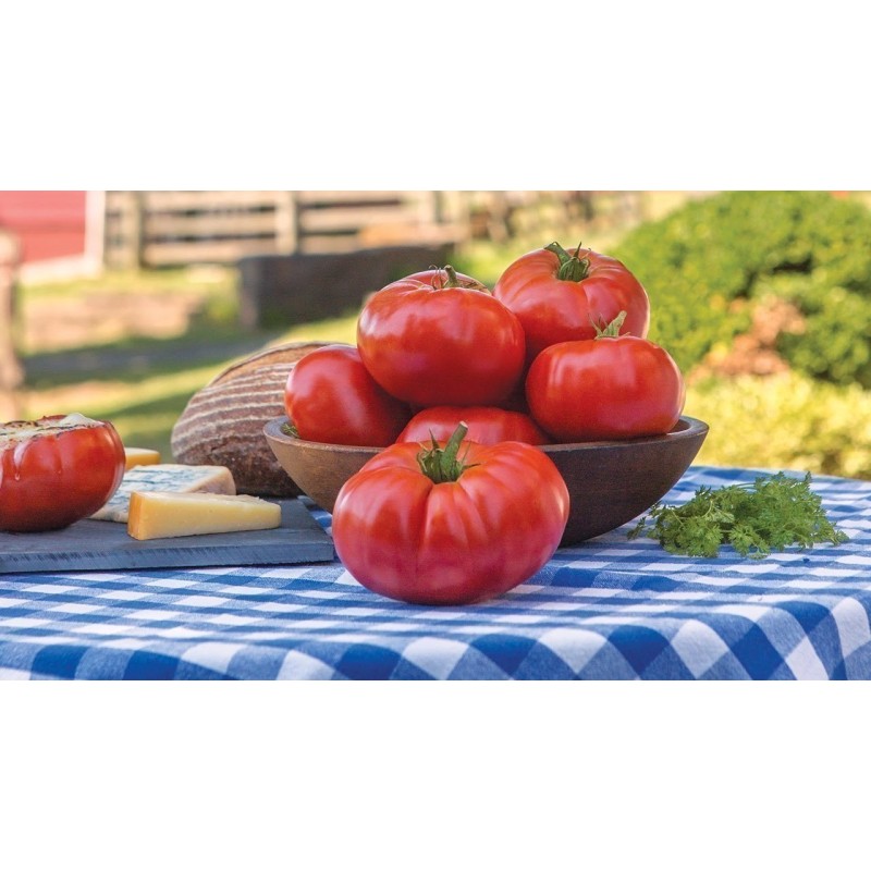 Sementes de Tomate MARMANDE Beefsteak