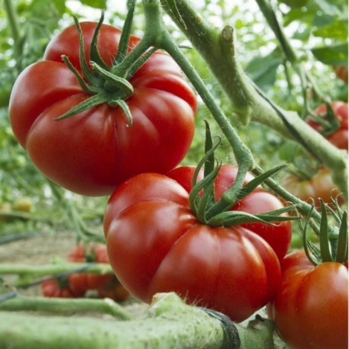 MARMANDE Beefsteak Tomato Seeds - 1.575