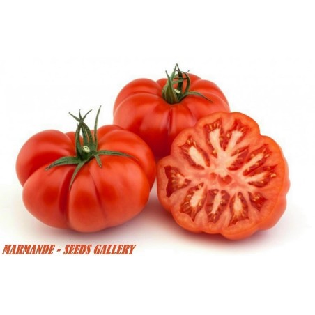 Sementes de Tomate MARMANDE Beefsteak