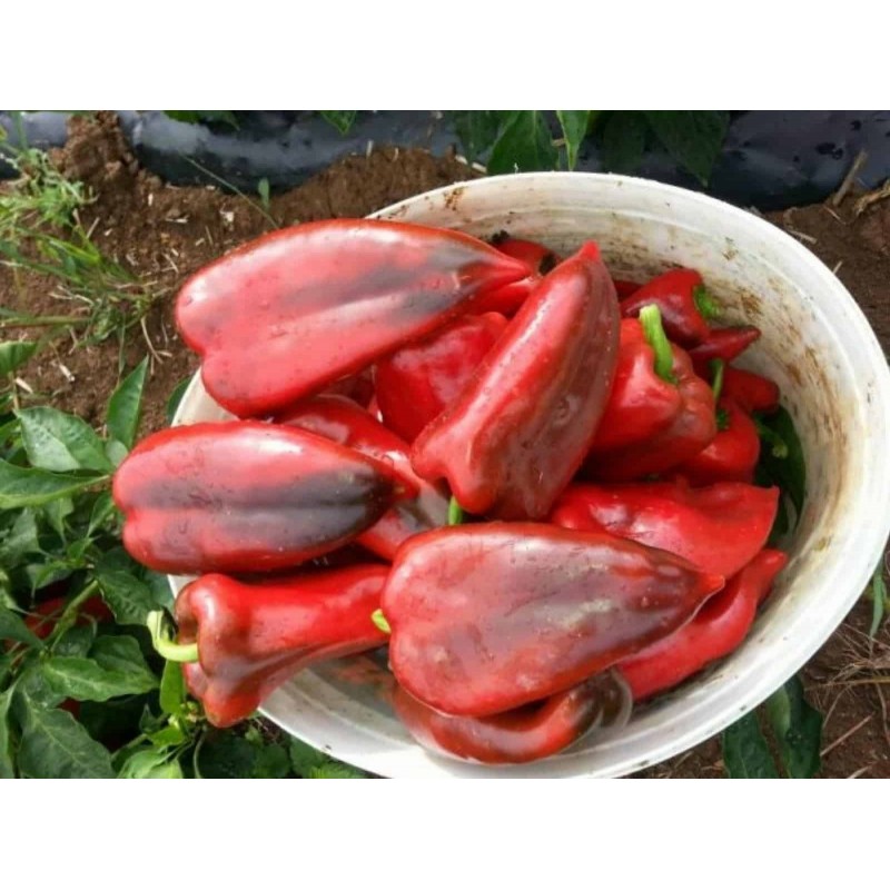 Price: €17 - 1100+ Samen Riesenpaprika Elefantenohr - 