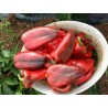 Price: €17 - 1100+ Samen Riesenpaprika Elefantenohr - 