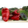 Price: €17 - 1100+ semi peperone gigante Orecchio di elefante - 