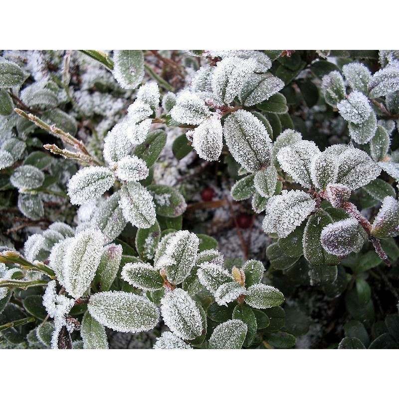 Price: €2 - Σπόροι βακκίνιο (Vaccinium vitis idaea) - 