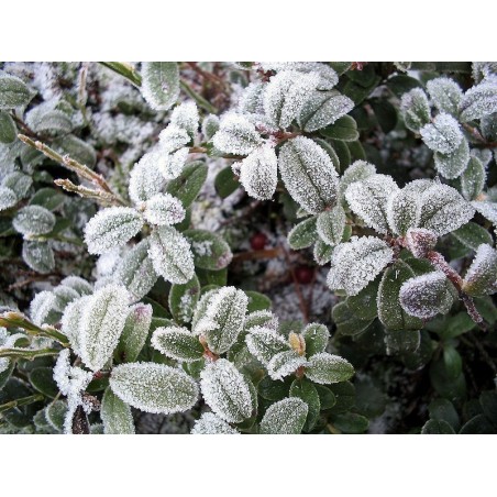 Price: €2 - Lingon Frön (Vaccinium vitis-idaea) -