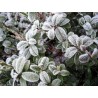 Price: €2 - Σπόροι βακκίνιο (Vaccinium vitis idaea) - 