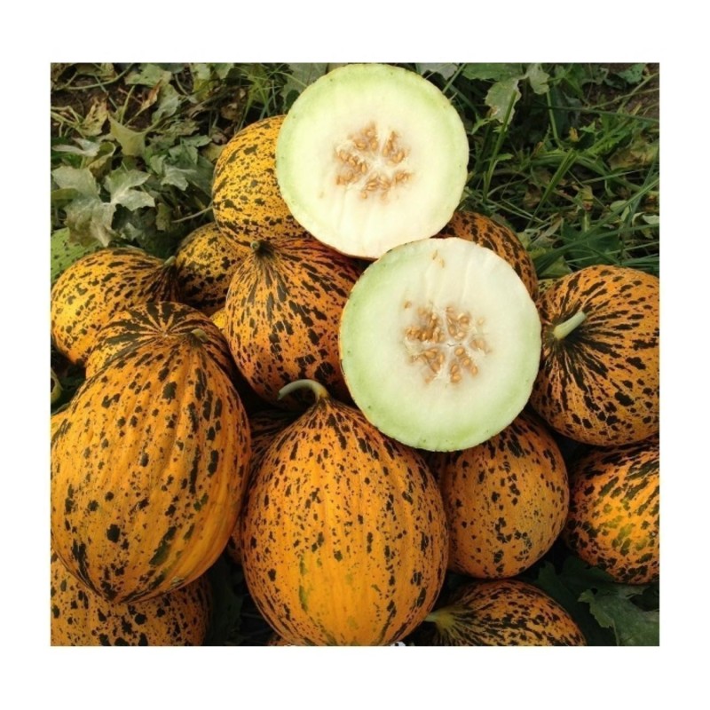 DALAMAN Turkiet Melon Frön