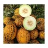 DALAMAN Turkiet Melon Frön