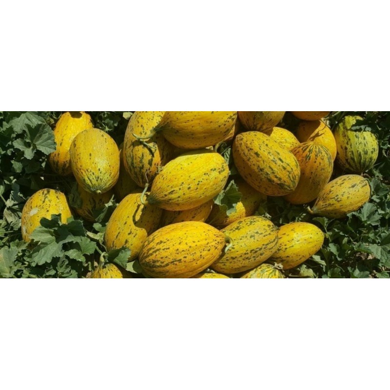 Semi di melone Turchia DALAMAN