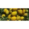 Price: €2.15 - Dalaman Turkey Melon Fresh Seeds - 