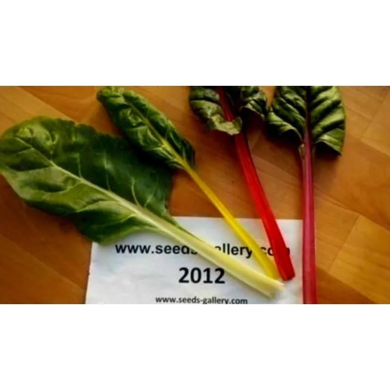 Swiss Chard Rainbow Seeds