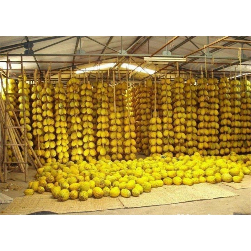 DALAMAN Turkiet Melon Frön