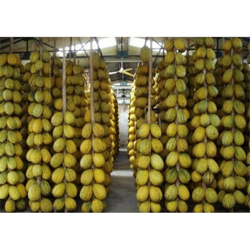 Price: €2.15 - Dalaman Τουρκία Πεπόνια Σπόροι - 